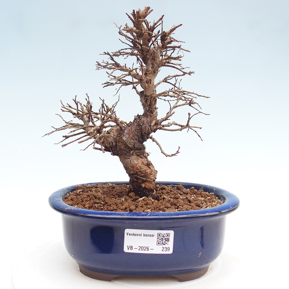 Bonsai zewnętrzne - Zelkova - Zelkova NIRE