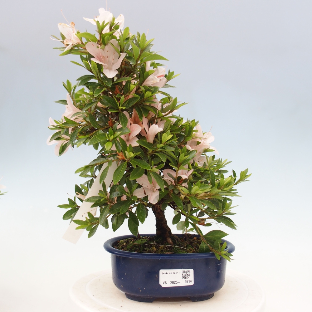 Bonsai ogrodowe - azalia japońska - Azalea Nikko