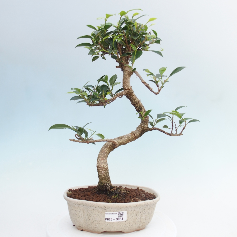 Kryty bonsai - Ficus retusa - figowiec drobnolistny