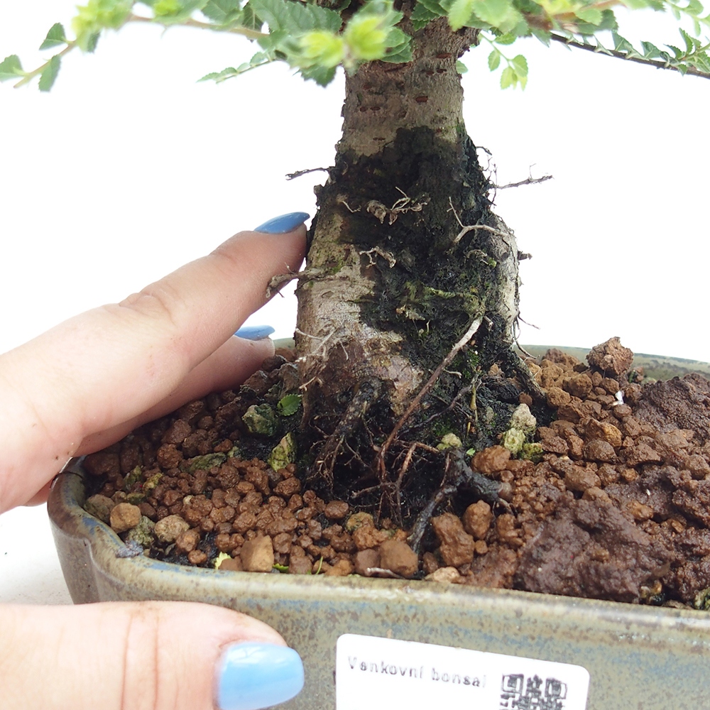 Bonsai zewnętrzne - Ulmus parvifolia Hokkaido - wiąz chiński