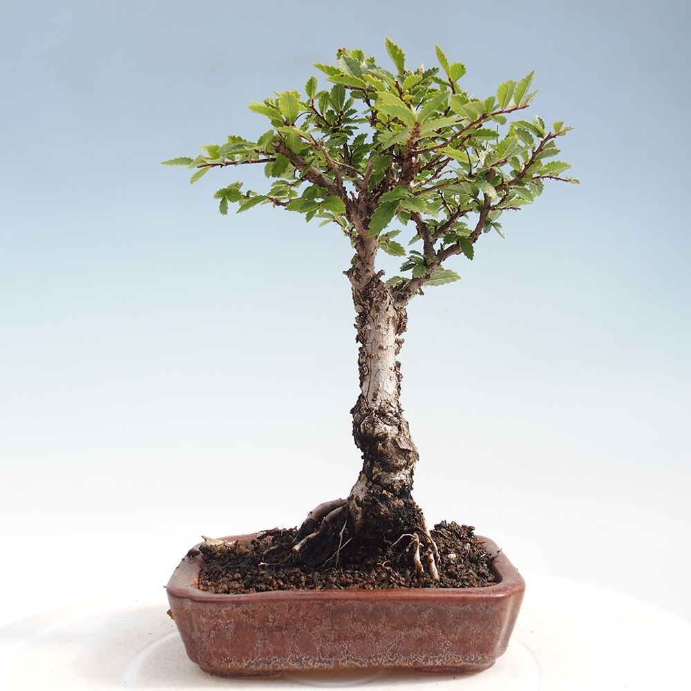 Outdoor bonsai - Zelkova - Zelkova NIRE