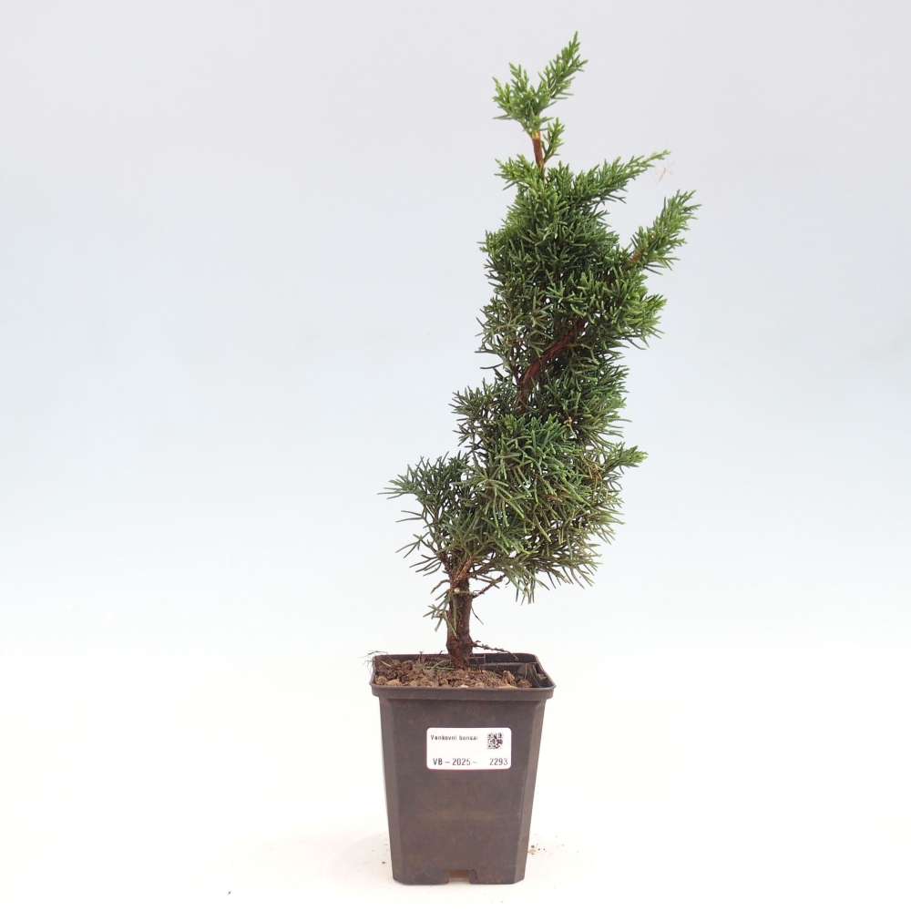 Outdoor bonsai - Juniperus chinensis Kishu - chiński jałowiec