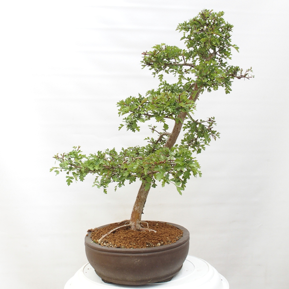 Bonsai zewnętrzne - Głóg - Crataegus monogyna