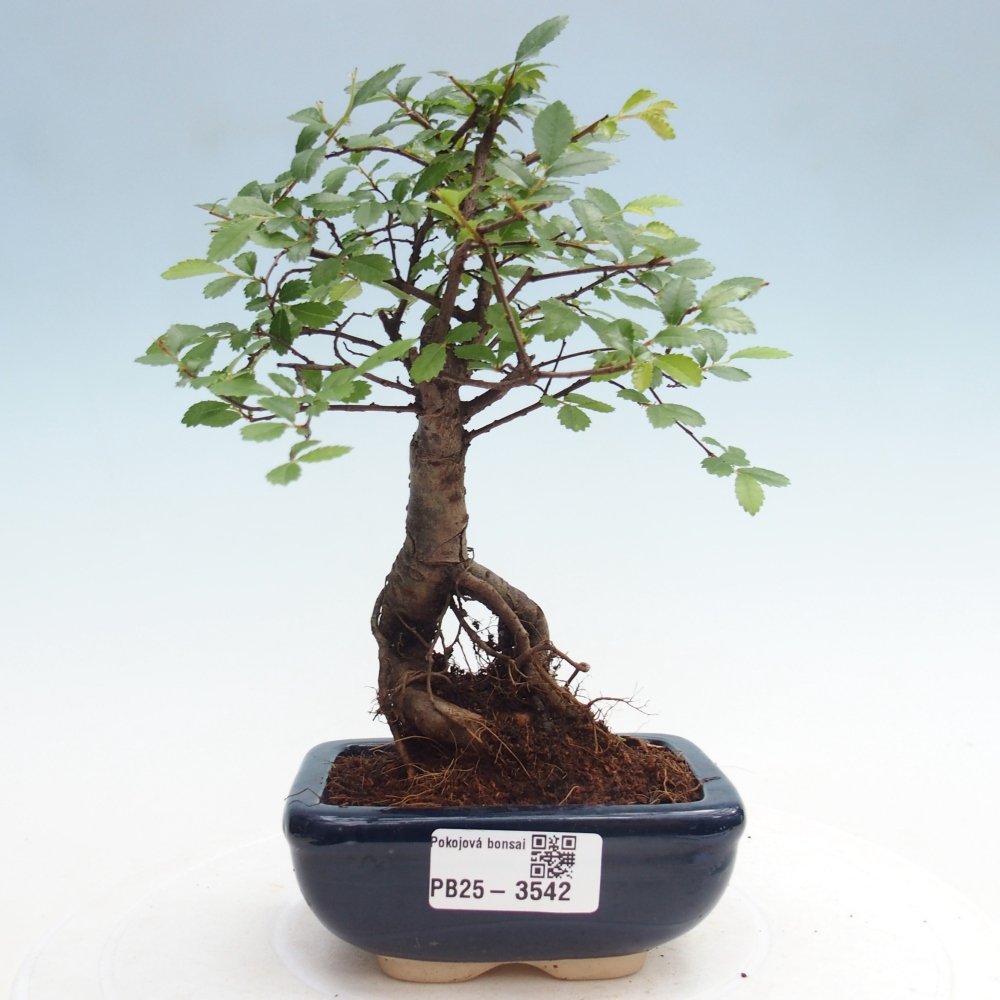Pokój bonsai - Ulmus parvifolia - Wiąz drobnolistny