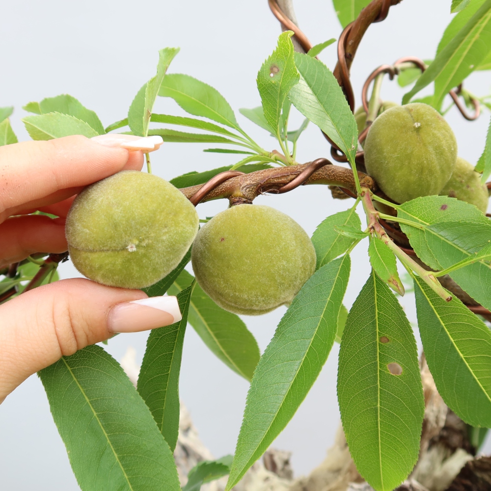 Bonsai ogrodowe – Prunus dulcis – Migdałowiec pospolity