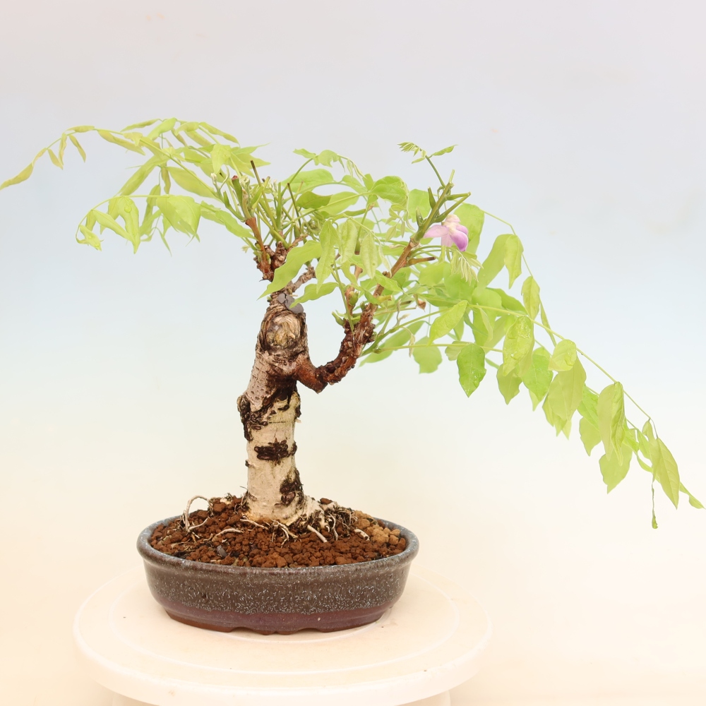 Outdoor bonsai - Wisteria floribunda