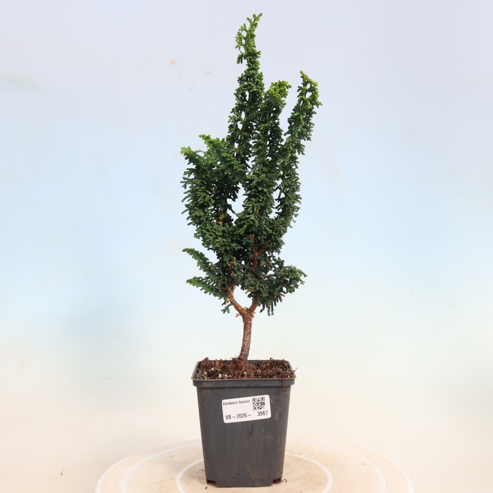 Bonsai zewnętrzne - Cham. obtusa SEKKA HINOKI - Cyprys