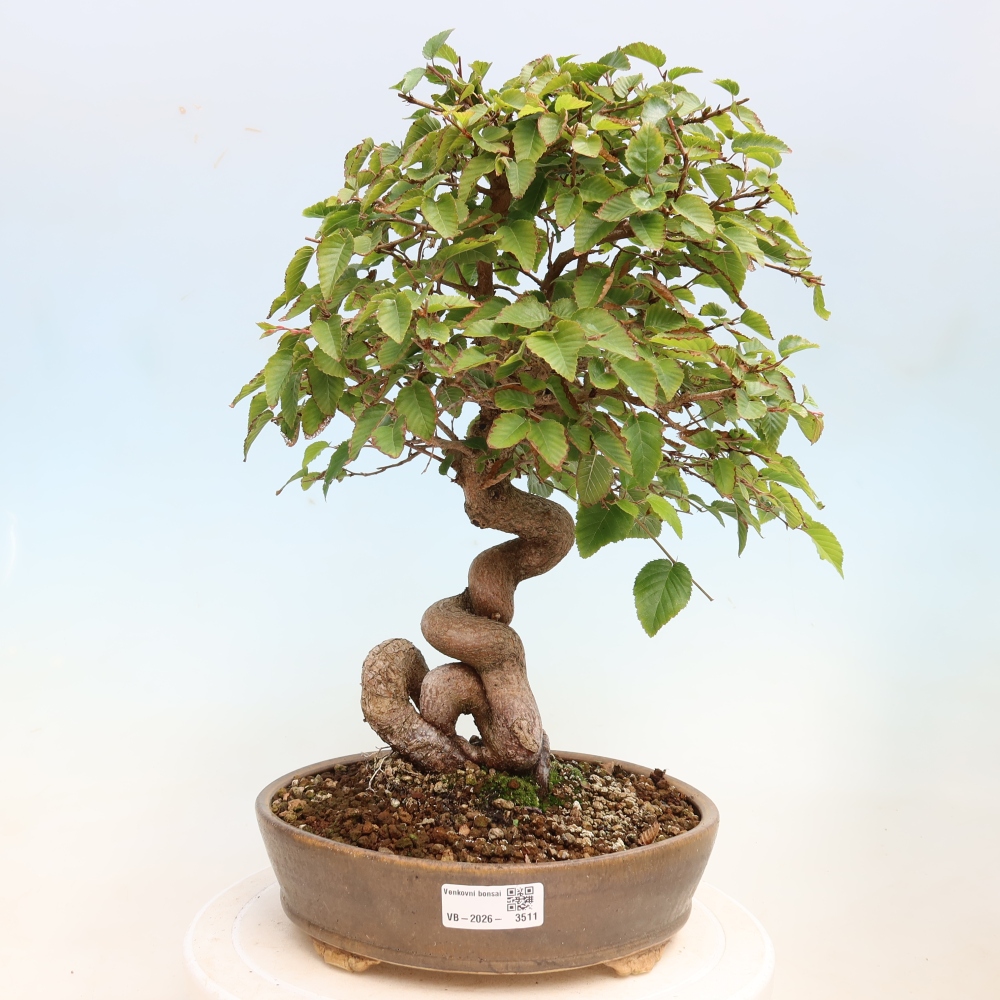 Outdoor bonsai - Carpinus CARPINOIDES - grab koreański
