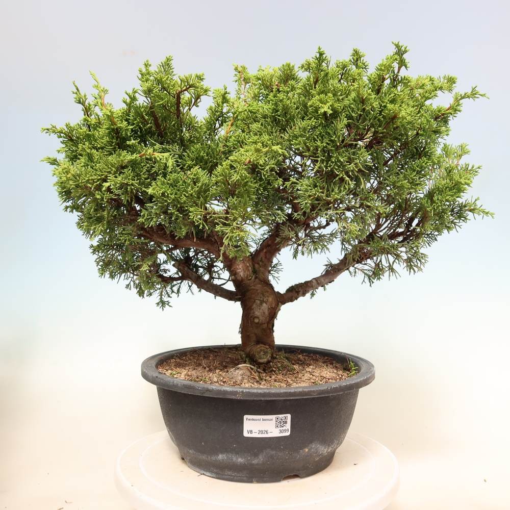 Bonsai ogrodowe – Juniperus chinensis Itoigawa – jałowiec chiński