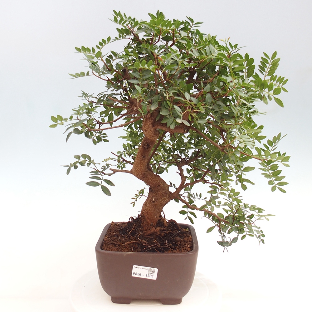 Bonsai pokojowe - Pistacja