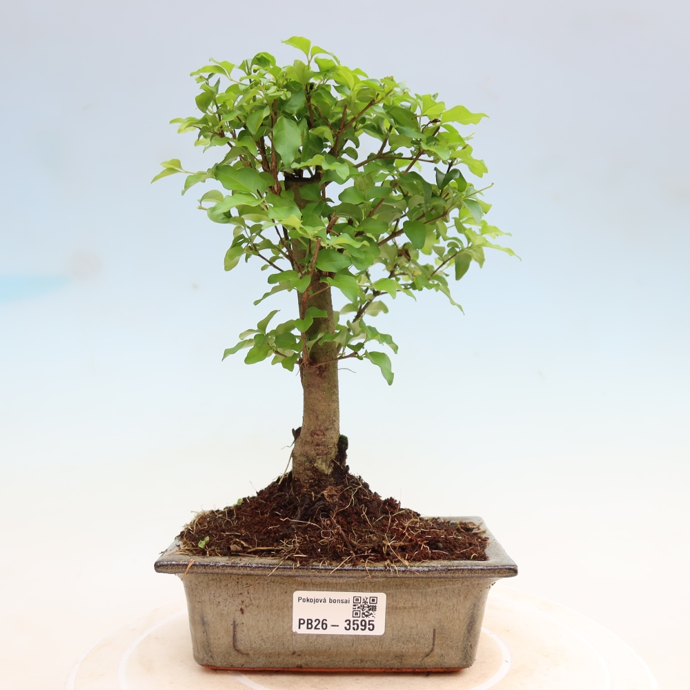 Pokój bonsai - Ligustrum chinensis - Dziób ptaka