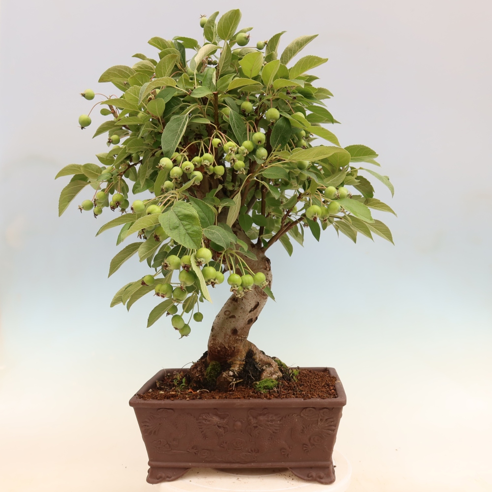 Outdoor bonsai - Malus halliana - Jabłoń drobnoowocowa