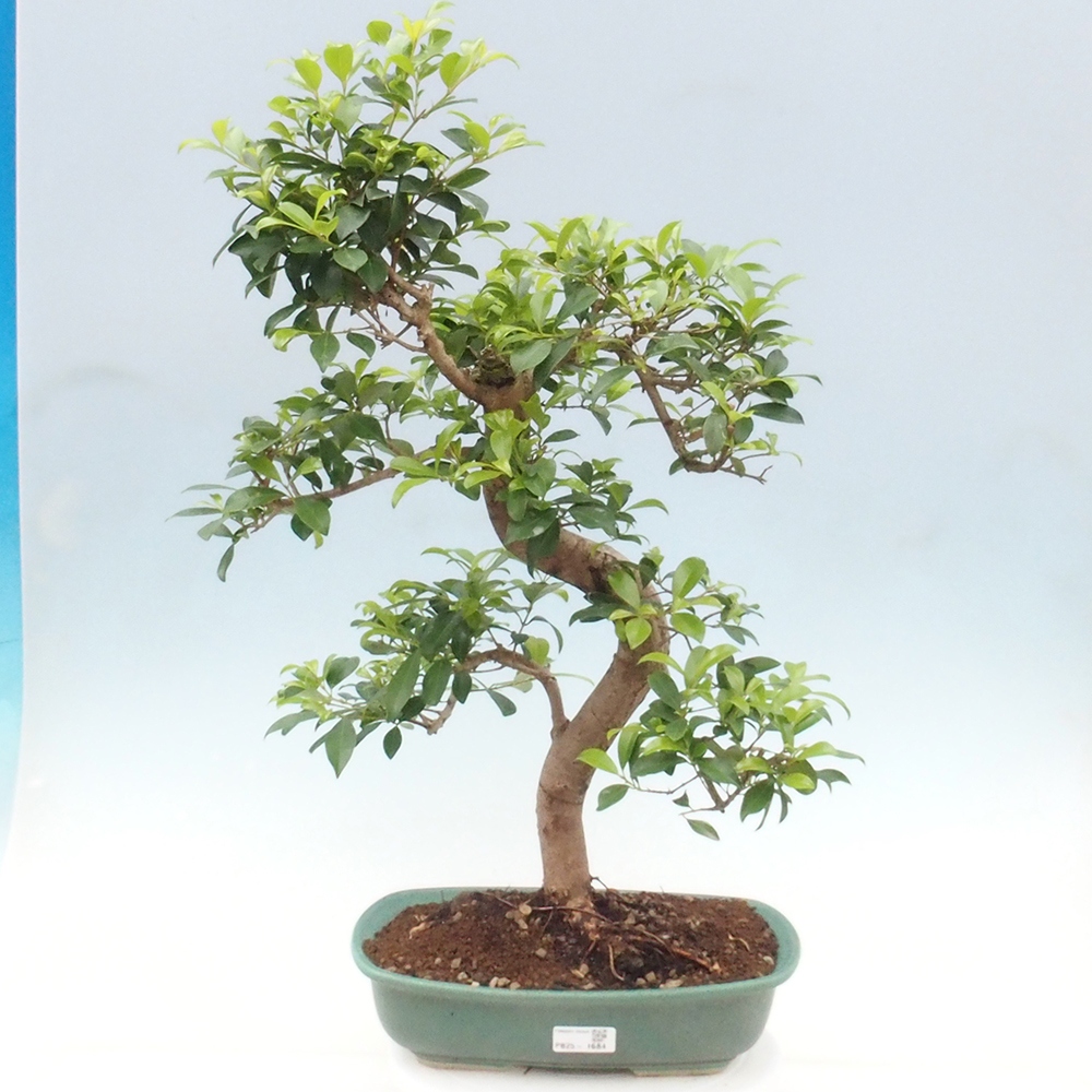 Room Bonsai - Australian Cherry - Eugenia uniflora