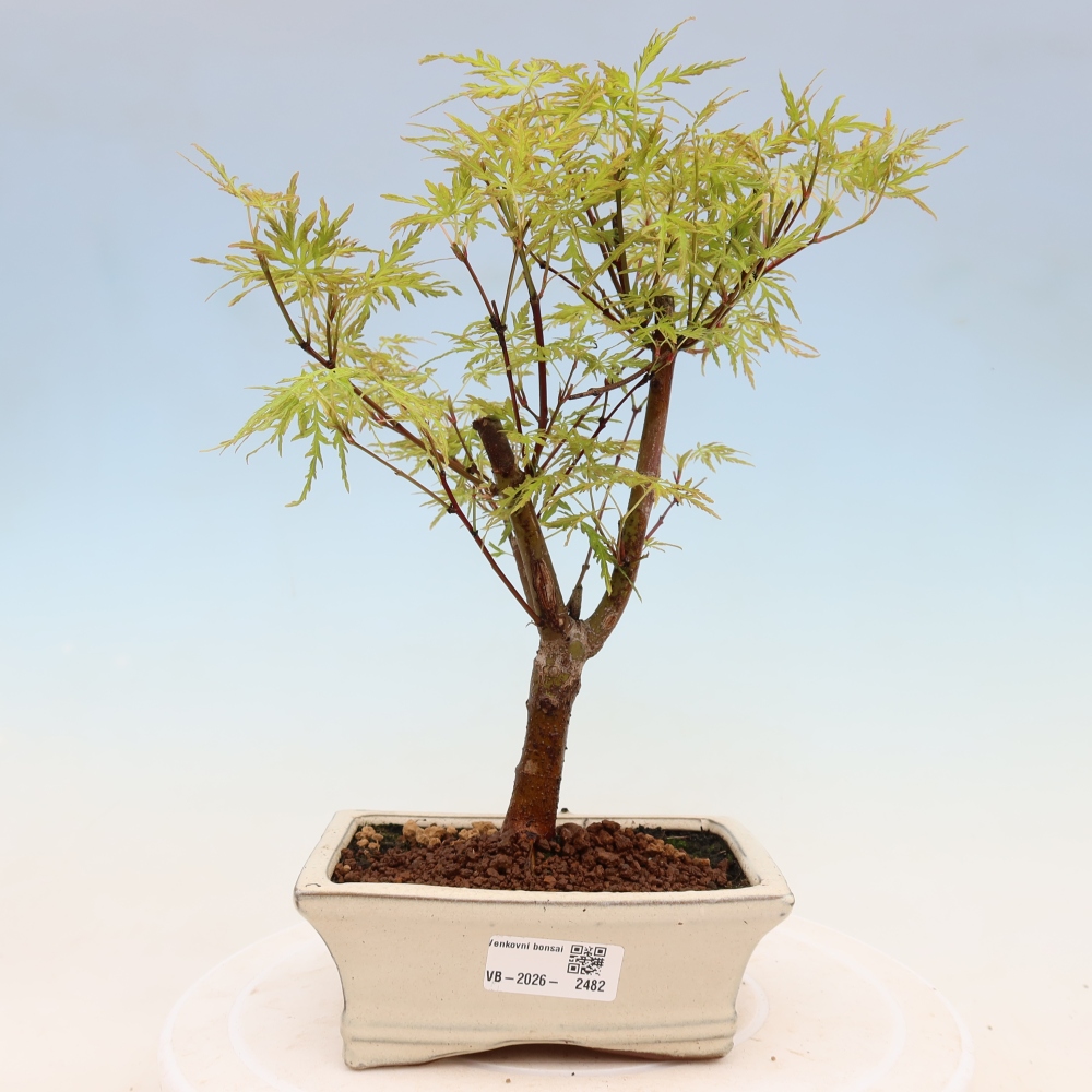 Bonsai ogrodowe – Acer palmatum Dissectum – klon palmowy 