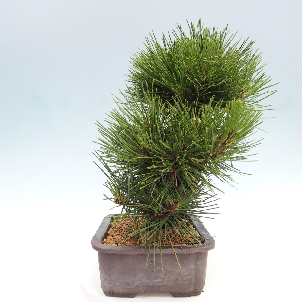 Bonsai ogrodowe - Pinus thunbergii - Sosna Thunbergia