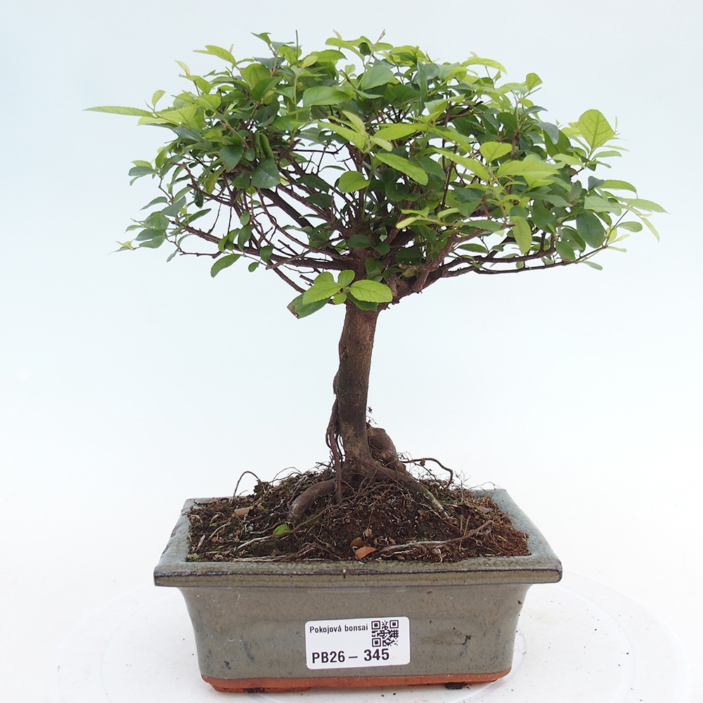 Bonsai pokojowe - Sageretia thea - Sageretia thea