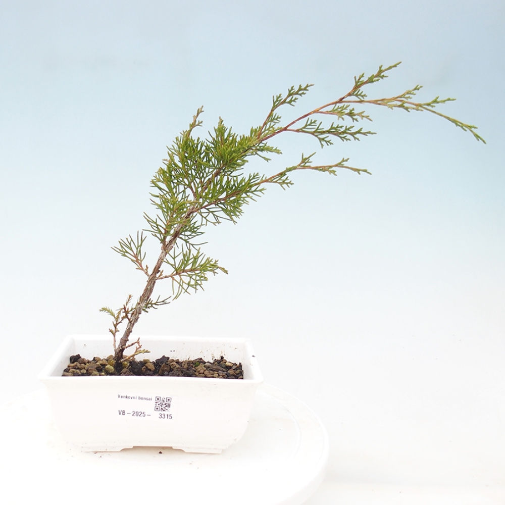 Outdoor bonsai - Juniperus chinensis Itoigawa - Jałowiec chiński