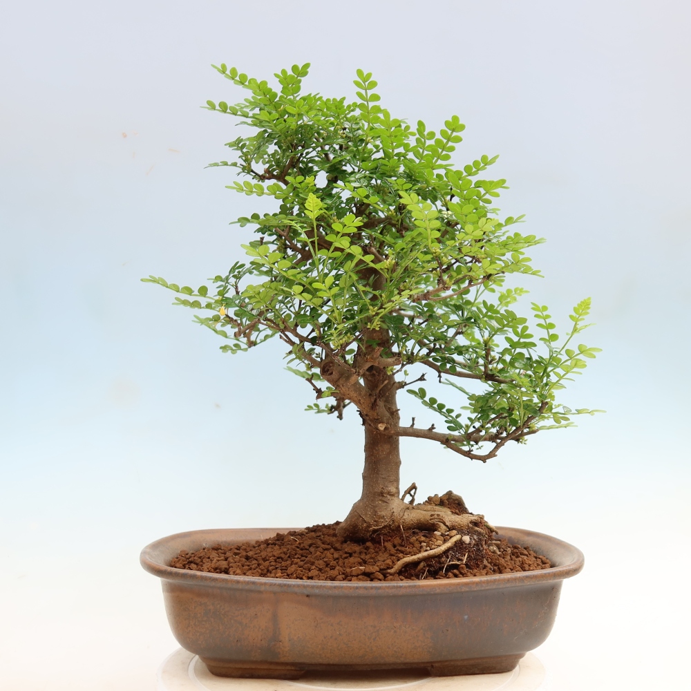 Pokój bonsai - Zantoxylum piperitum - drzewo pieprzowe