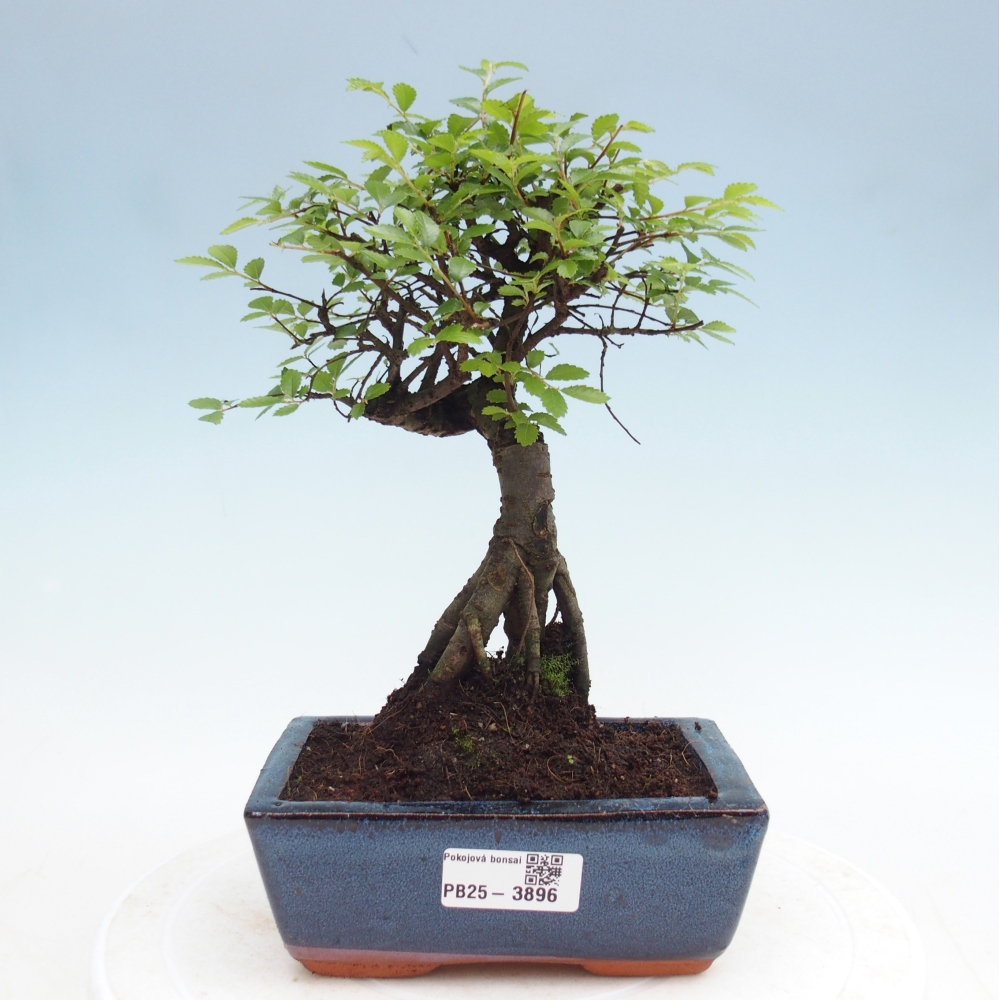 Pokój bonsai - Ulmus parvifolia - Wiąz drobnolistny
