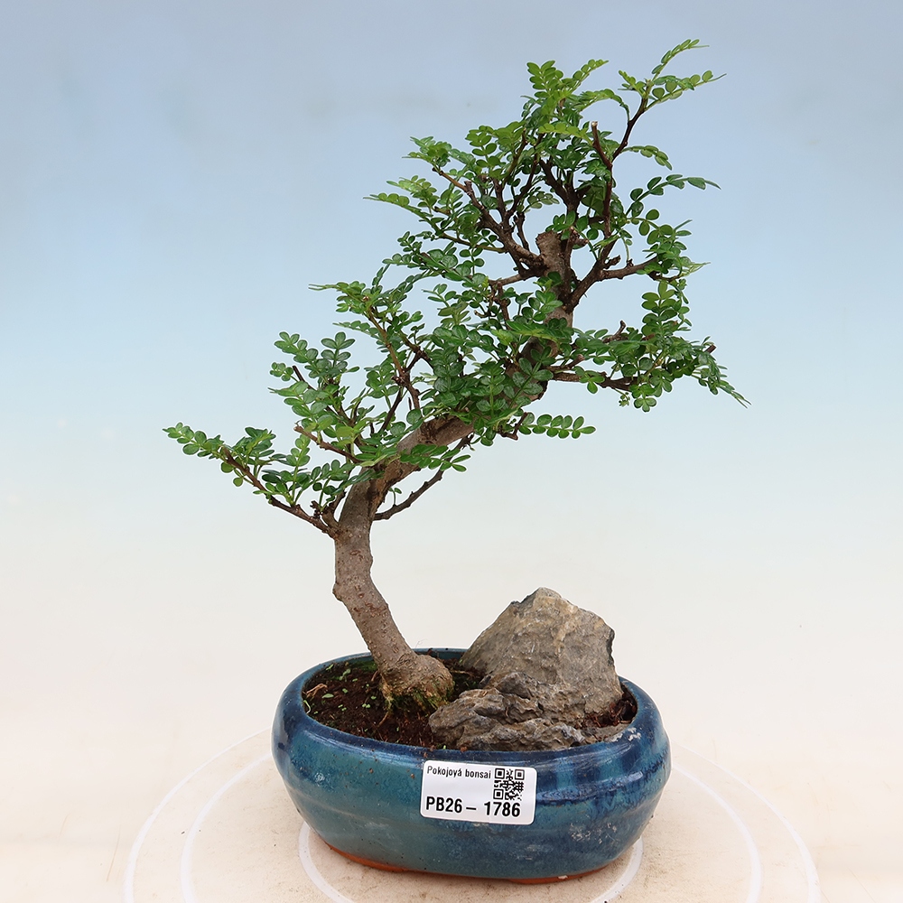 Pokój bonsai - Zantoxylum piperitum - drzewo pieprzowe