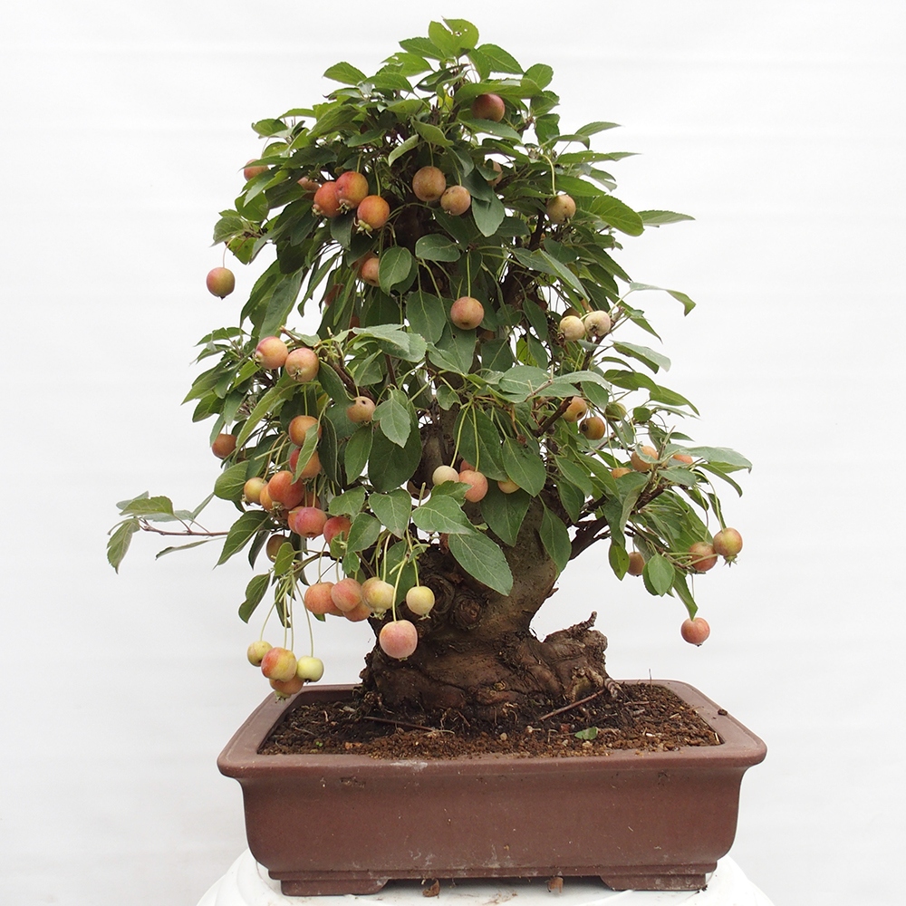Bonsai plenerowe - Malus Halliana - Jabłoń drobnoowocowa