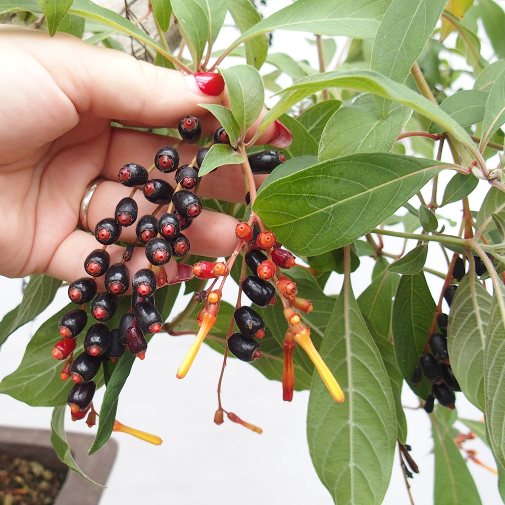 Bonsai pokojowe - patent Hamelia