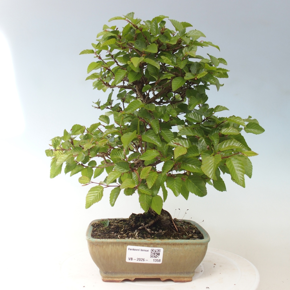 Outdoor bonsai - Carpinus CARPINOIDES - grab koreański