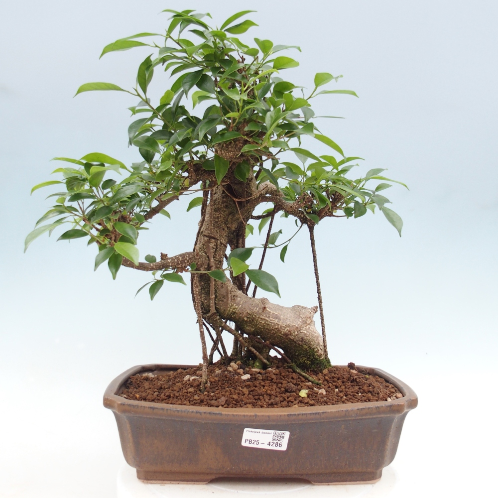Pokój bonsai - Ficus retusa - figowiec drobnolistny