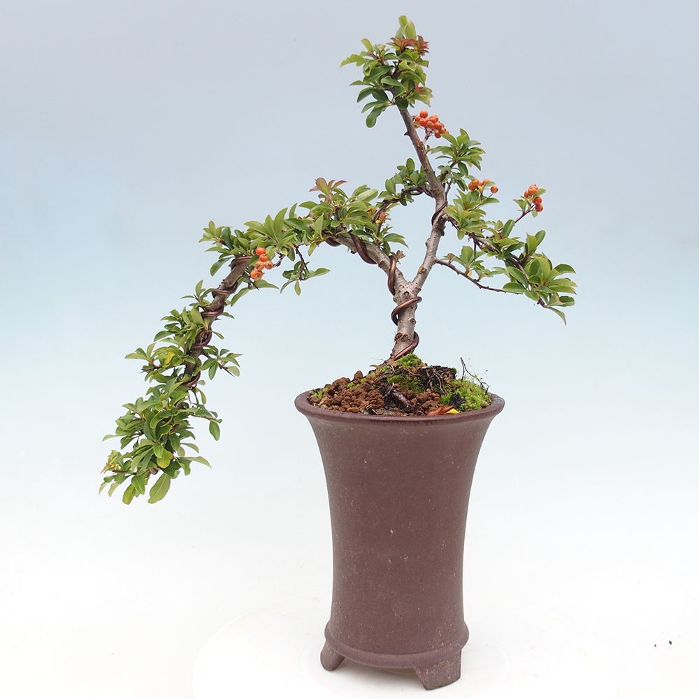 Outdoor bonsai-Pyracantha Teton -Hlox