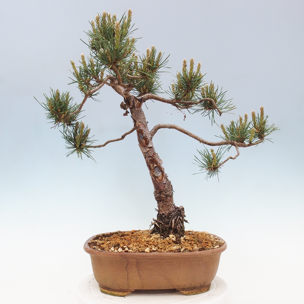Outdoor bonsai - Pinus Sylvestris - sosna zwyczajna