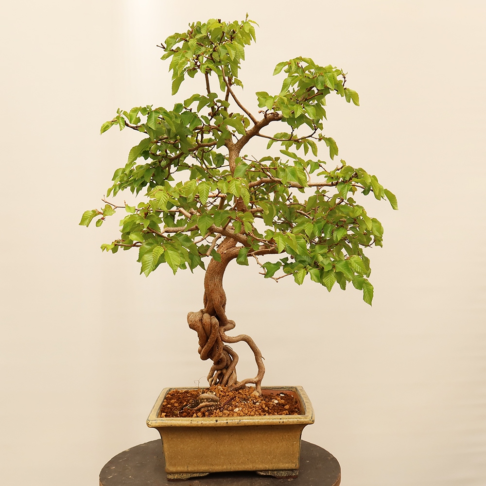 Bonsai plenerowe - Carpinus Coreana - grab koreański