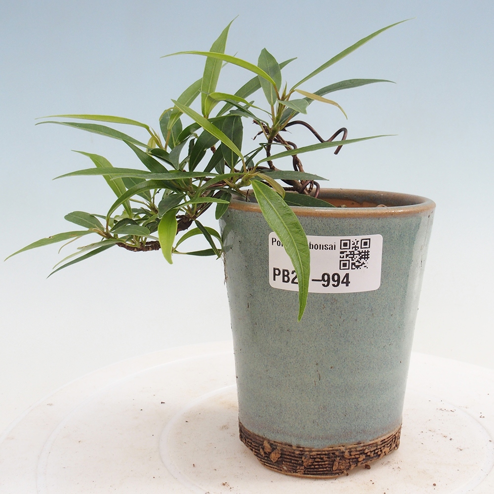 Bonsai wewnętrzne - Ficus nerifolia - figowiec drobnolistny