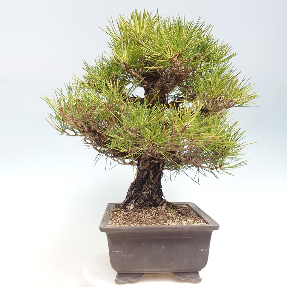 Outdoor bonsai - Pinus thunbergii - sosna Thunberga