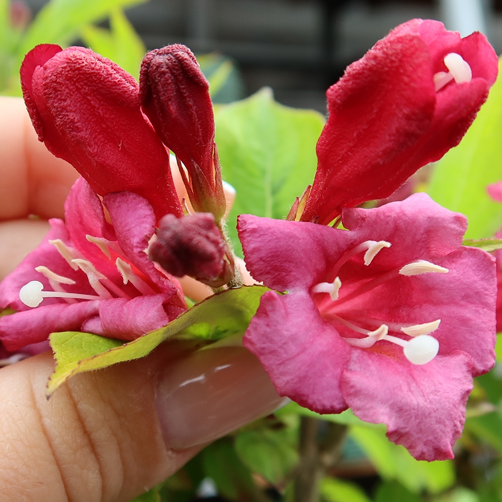Bonsai ogrodowe – Weigela subsessilis – Weigela koreańska