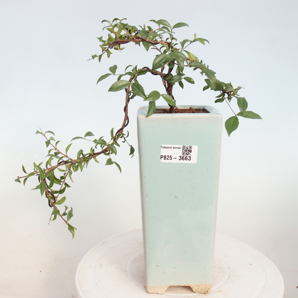 Pokój bonsai - Malpighia coccigera- Barbdor Cherry