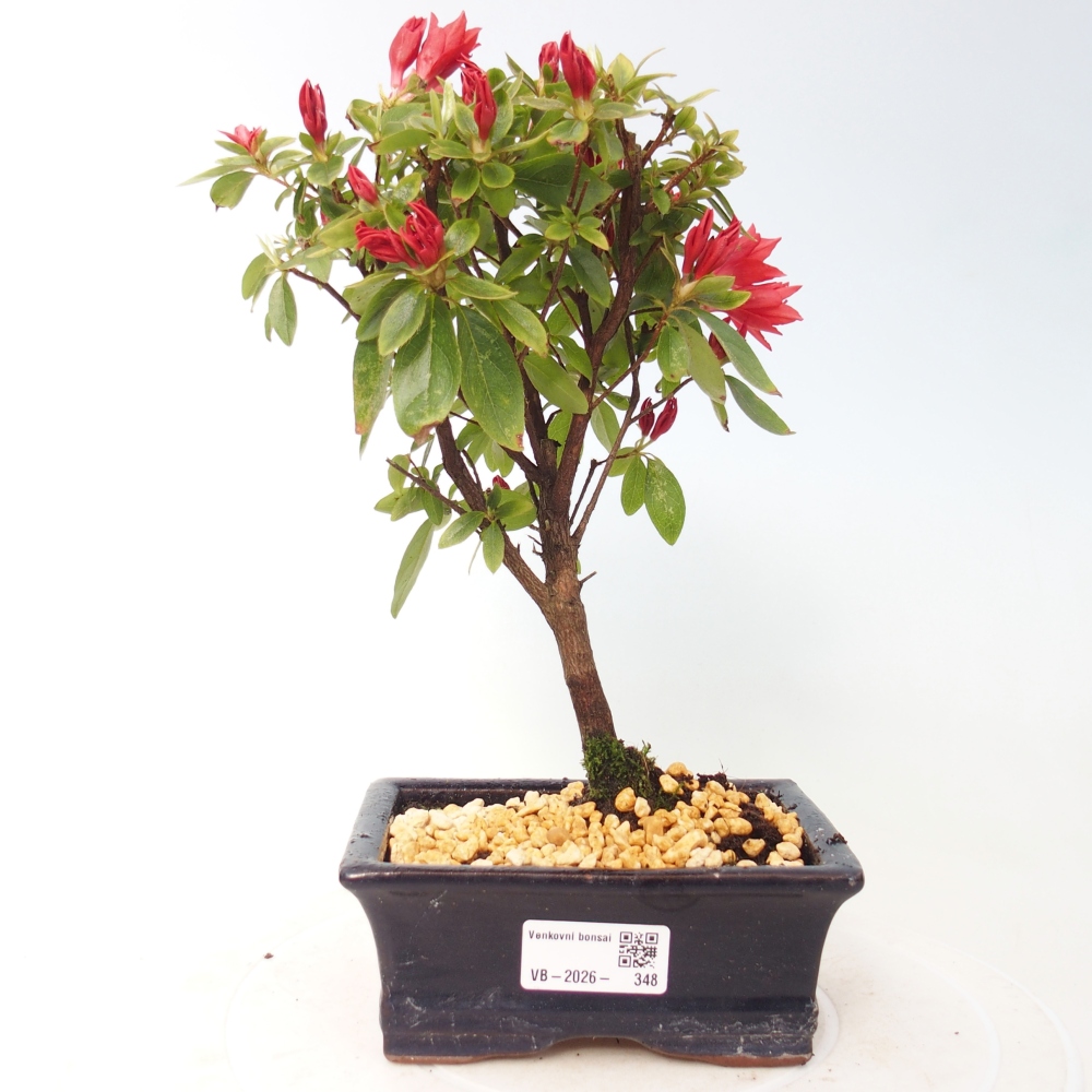 Outdoor bonsai - Azalia japońska - Azalea sp.