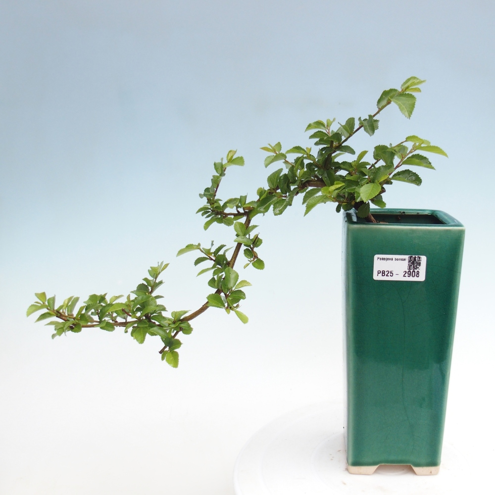 Kryty bonsai - Grewia occidentalis - Lawendowa gwiazda
