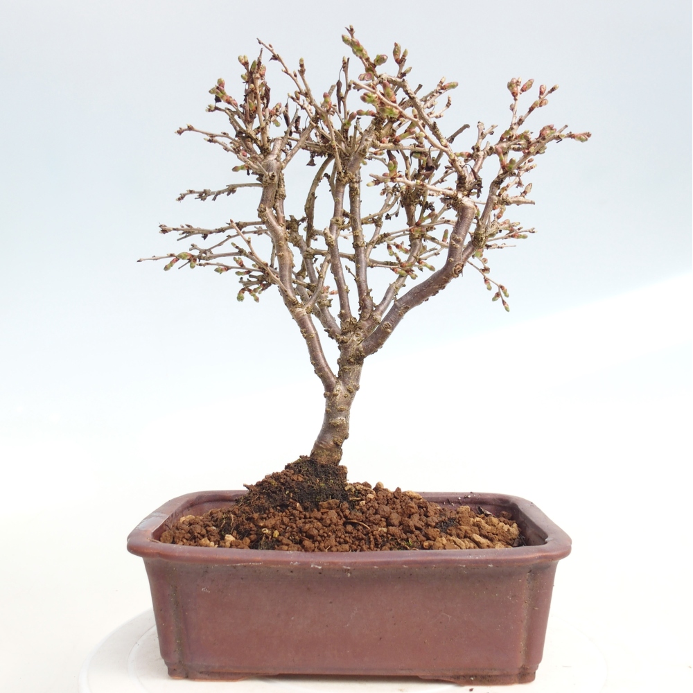 Outdoor bonsai - Prunus incisa Kojou-no mai-Plivon wycięty