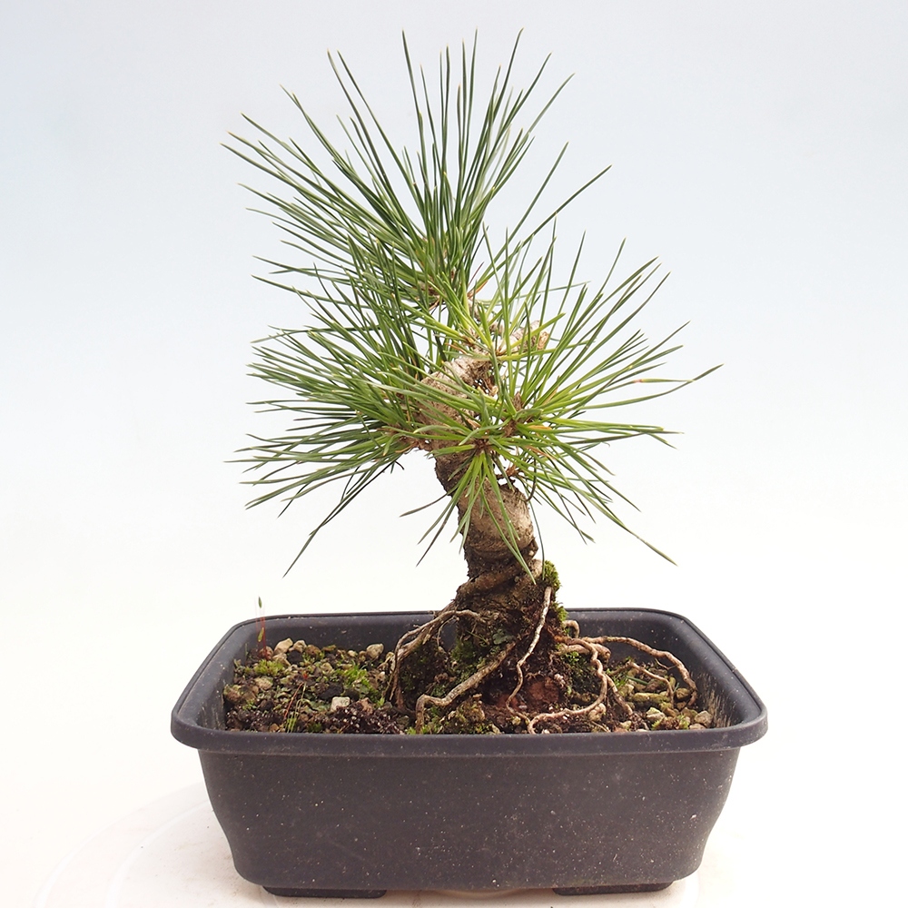 Outdoor bonsai - Pinus thunbergii - sosna Thunberga