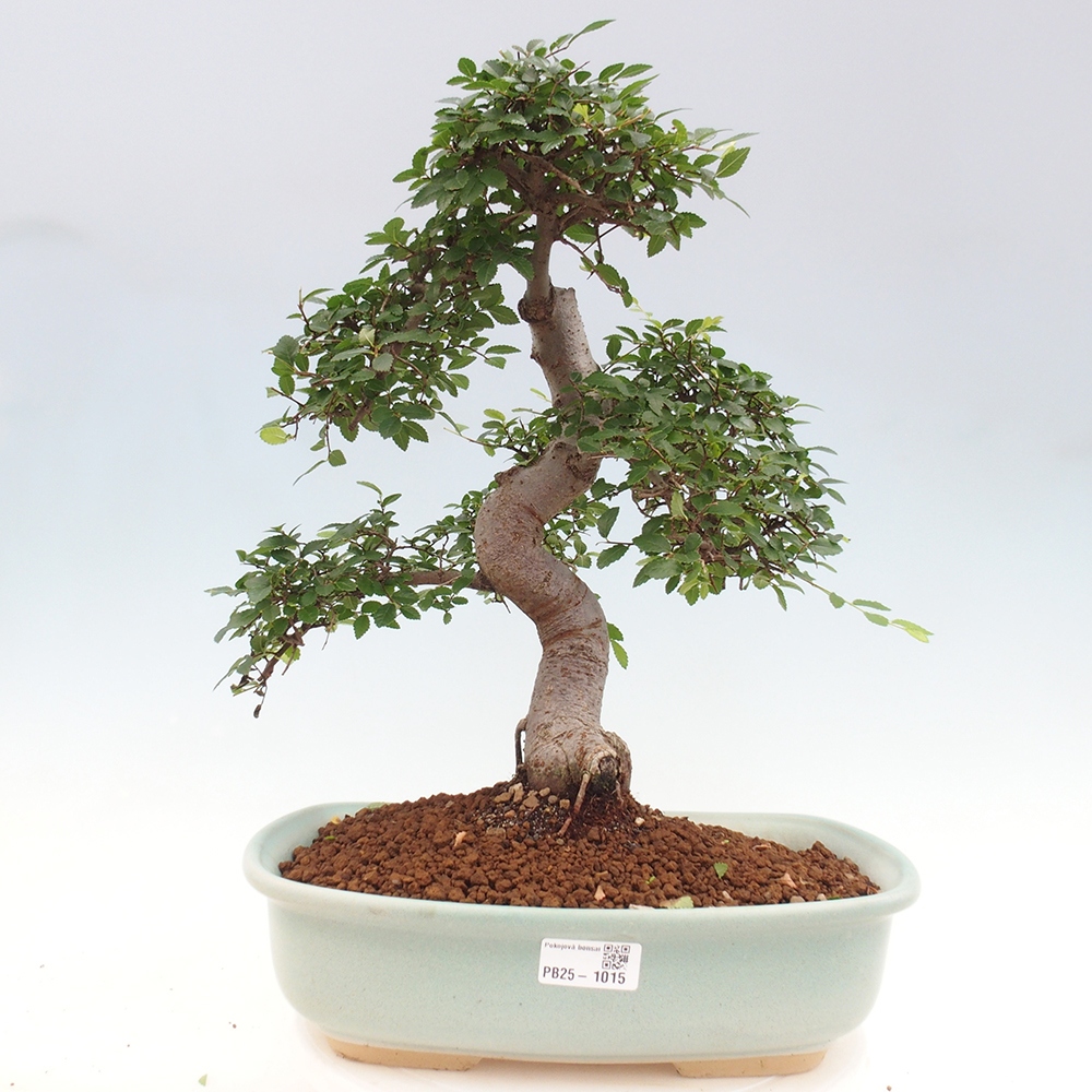 Bonsai wewnętrzne - Ulmus parvifolia - Wiąz drobnolistny