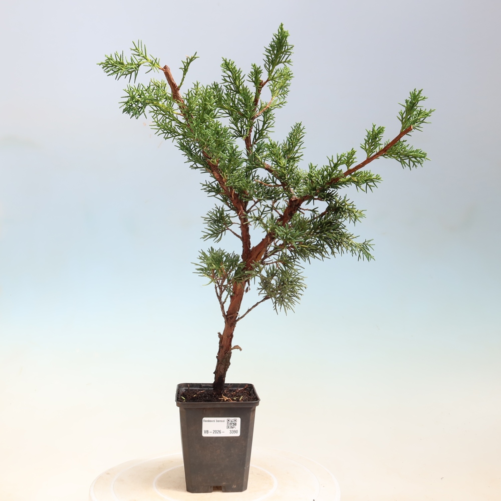 Outdoor bonsai - Juniperus chinensis Kishu