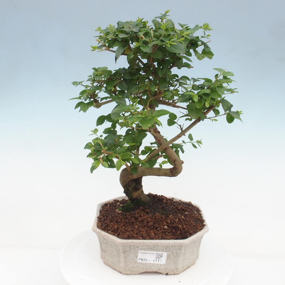 Indoor bonsai -Ligustrum chinensis - dziób ptaka