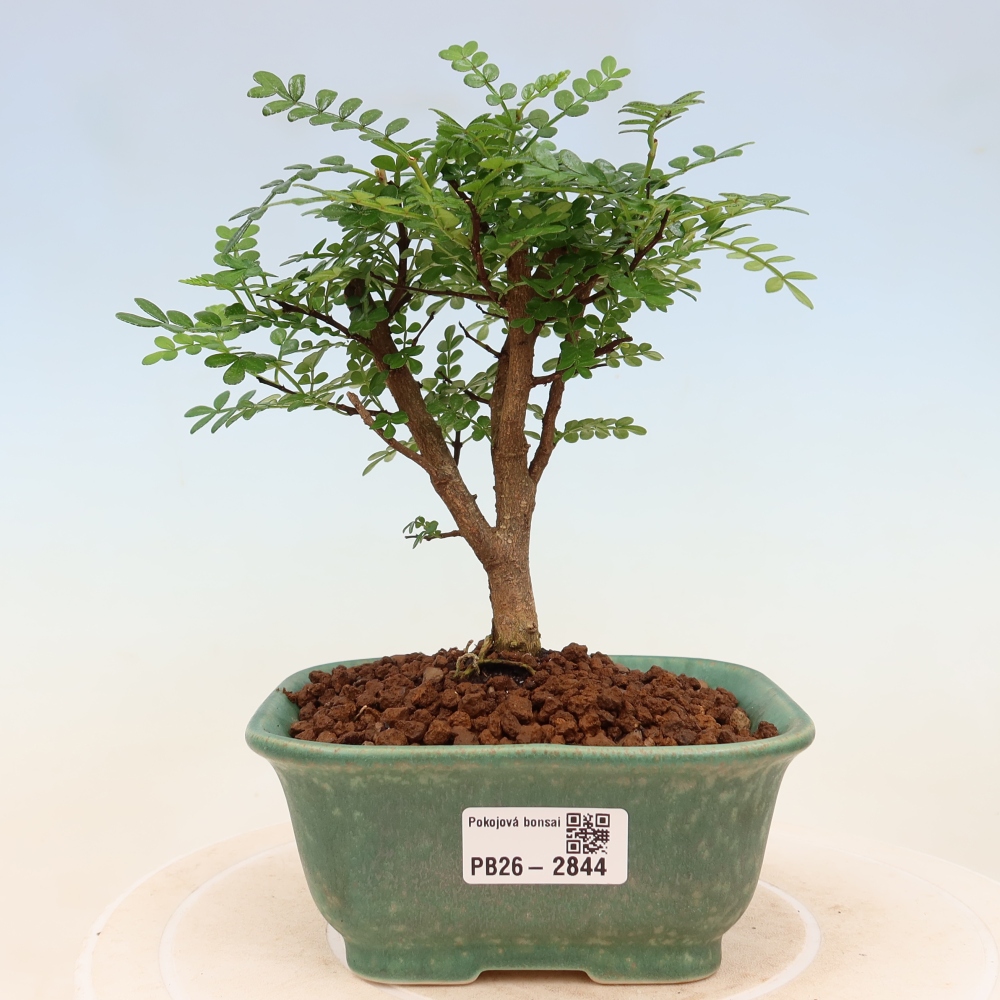 Pokój bonsai - Zantoxylum piperitum - drzewo pieprzowe