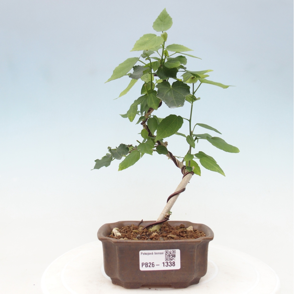 Bonsai domowe - Malvaviscus arboreus