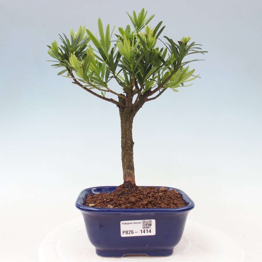 Pokój bonsai - Podocarpus - Kamienny cis
