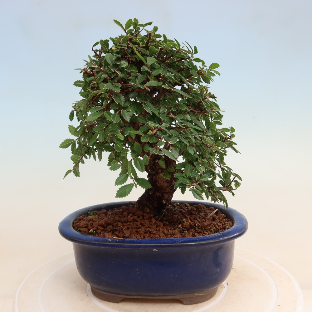 Bonsai zewnętrzne - Zelkova - Zelkova NIRE