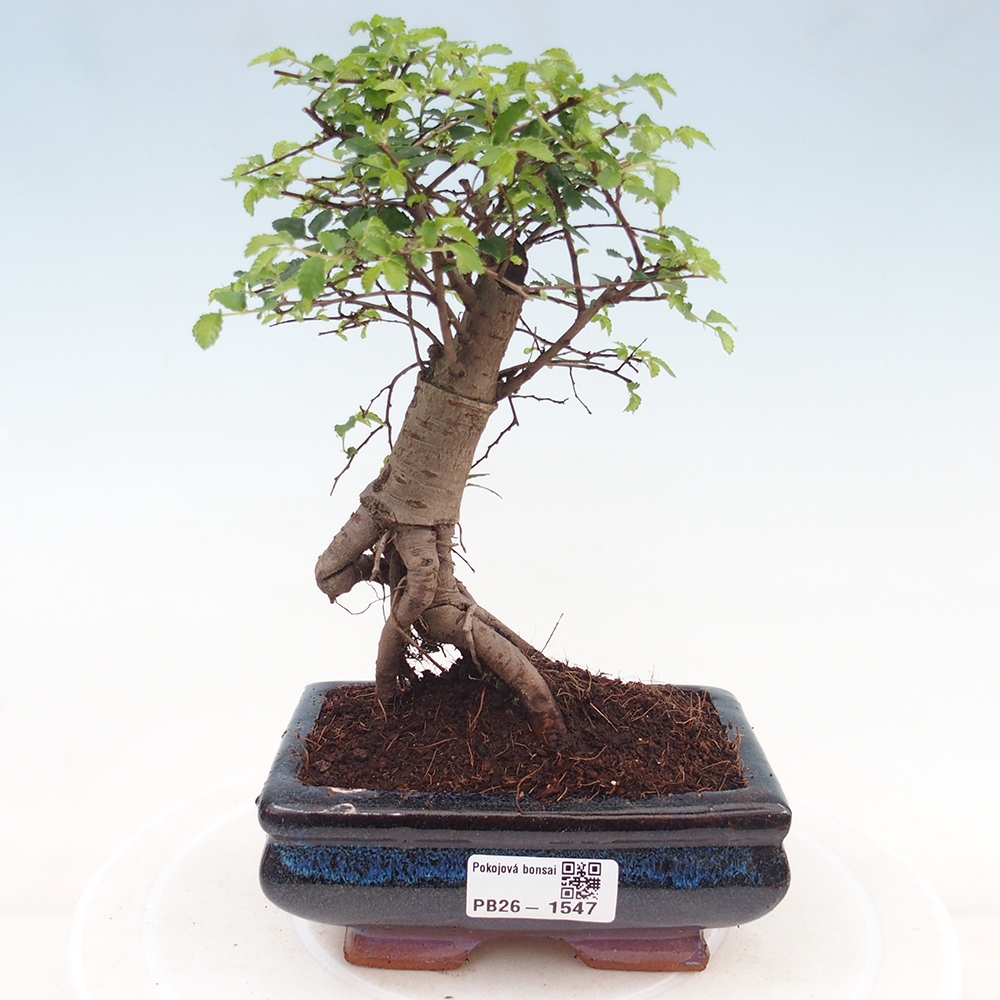 Pokój bonsai - Ulmus parvifolia - Wiąz drobnolistny