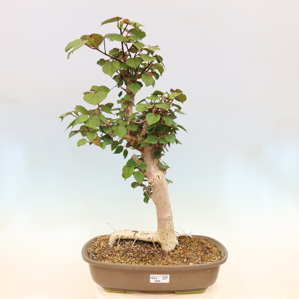 Bonsai domowe - Hibiscus tiliaceus - Hibiskus morski