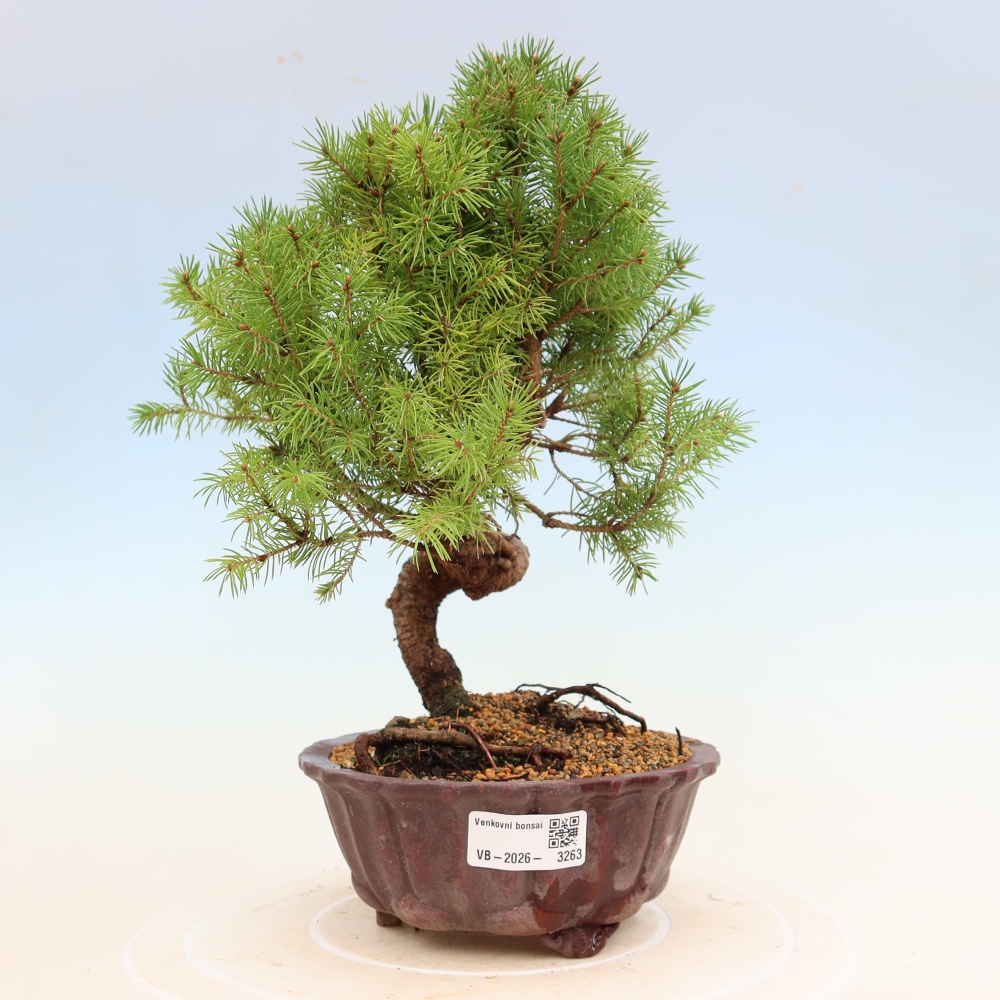 Outdoor bonsai - Świerk pospolity - Picea glauca globe
