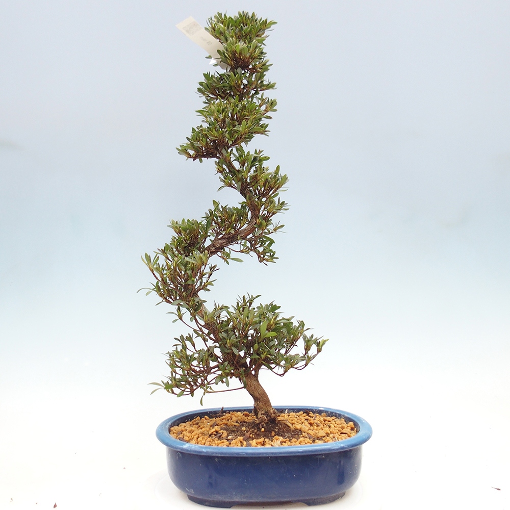 Bonsai zewnętrzne - Azalia japońska - Azalia Hakurin